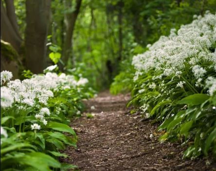 woodland 2